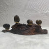 Stromatolite Tumblestones High Grade