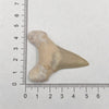 Sharks Tooth